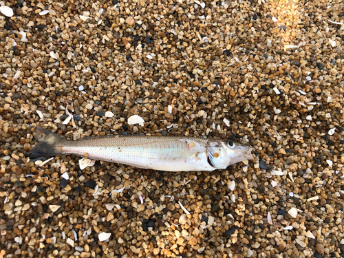 キスの釣果