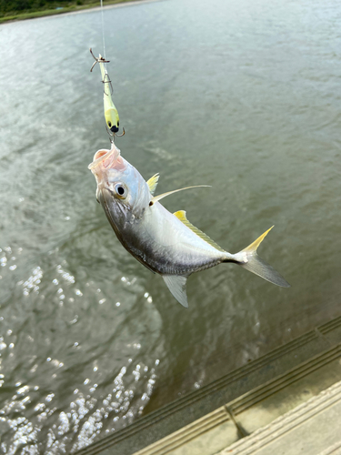 メッキの釣果