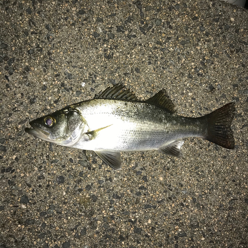 スズキの釣果