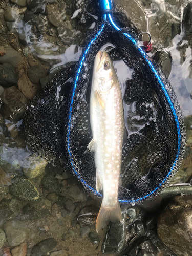 アメマスの釣果