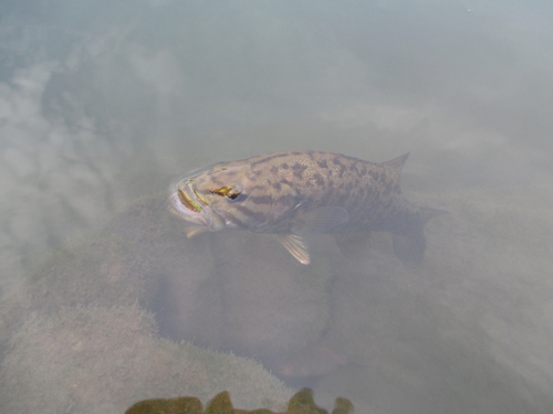 スモールマウスバスの釣果