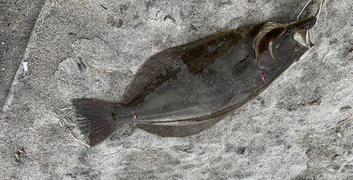 ヒラメの釣果