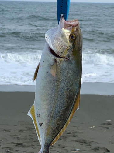 ショゴの釣果