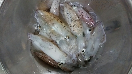 ベイカの釣果