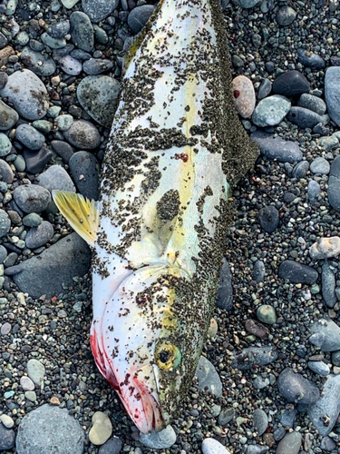 ワカシの釣果