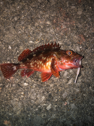 カサゴの釣果