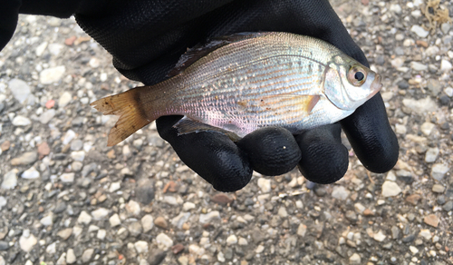 マタナゴの釣果