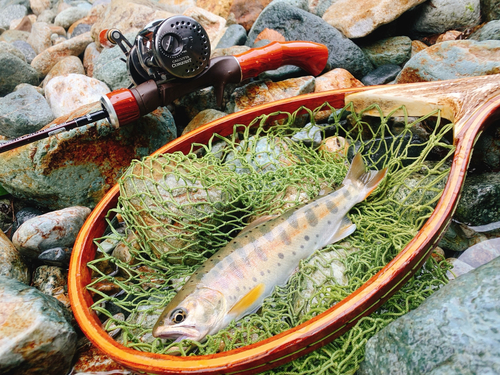 ヤマメの釣果