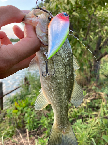 ブラックバスの釣果