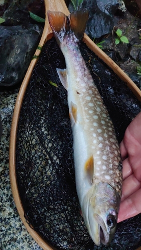 アメマスの釣果