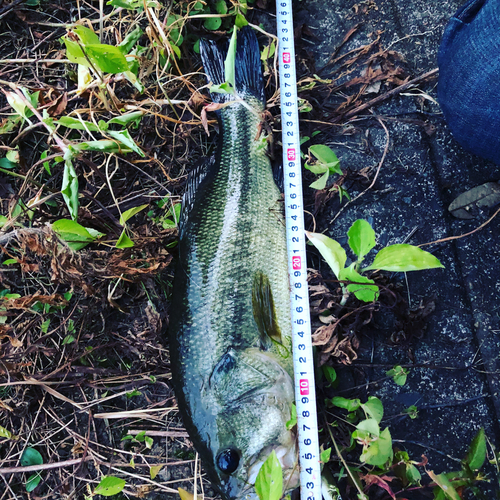 ブラックバスの釣果