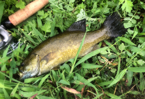 スモールマウスバスの釣果