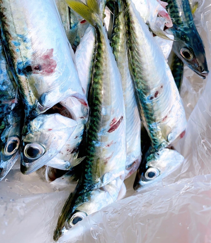 サバの釣果