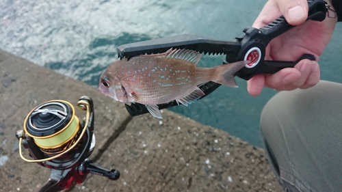 タイの釣果