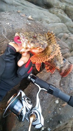 オニカサゴの釣果