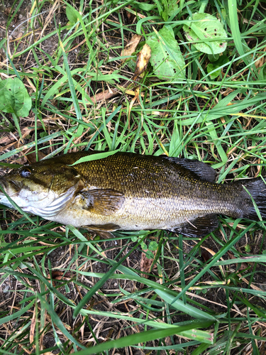 スモールマウスバスの釣果