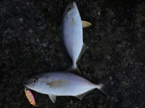 ショゴの釣果