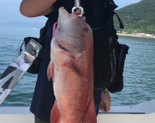 コブダイの釣果