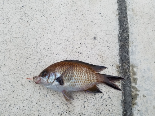 スズメダイの釣果