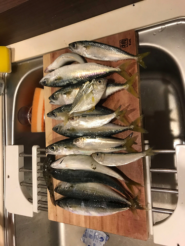 サバの釣果