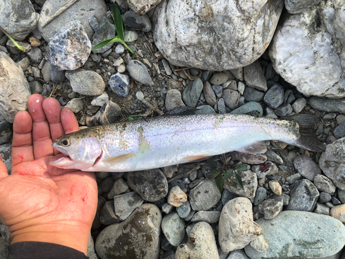 ニジマスの釣果