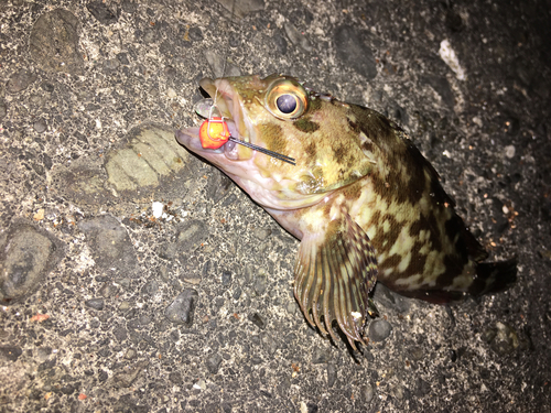 カサゴの釣果