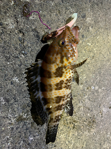 オオモンハタの釣果