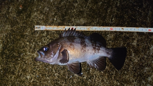 メバルの釣果