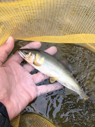 アユの釣果