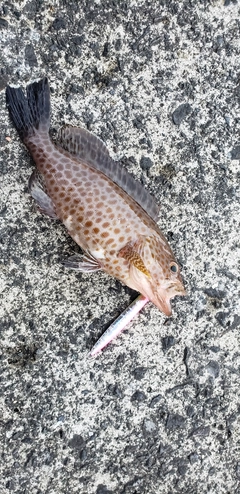 オオモンハタの釣果