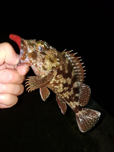 カサゴの釣果