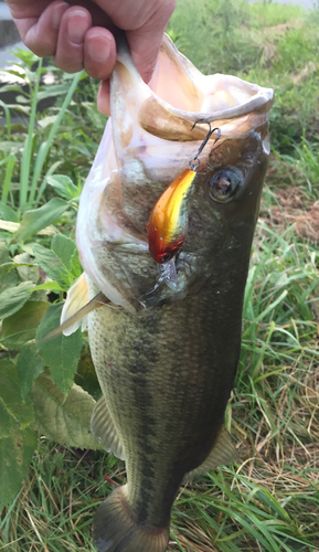 ブラックバスの釣果