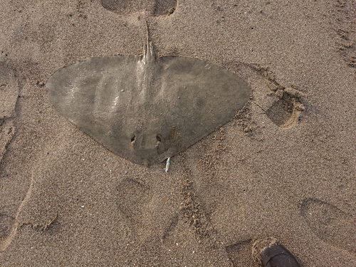 アカエイの釣果