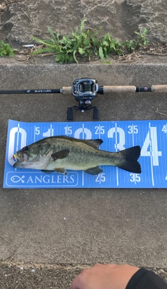 ブラックバスの釣果