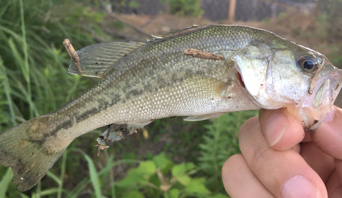 ブラックバスの釣果