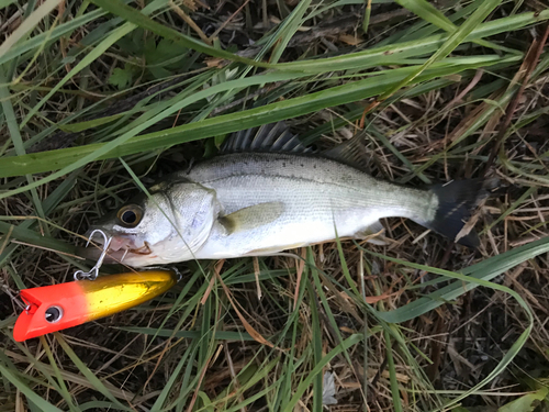 セイゴ（マルスズキ）の釣果