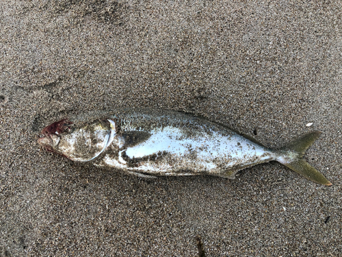 イナダの釣果