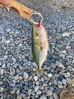 ワカシの釣果