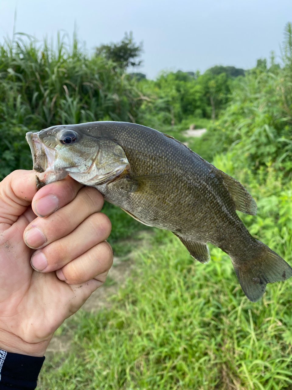 スモールマウスバス