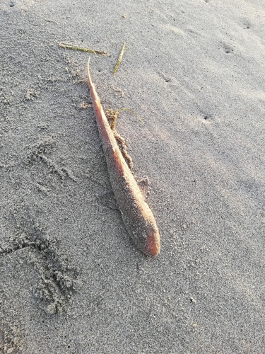 サメの釣果