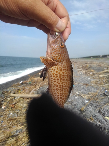 オオモンハタの釣果