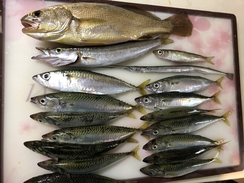 イシモチの釣果