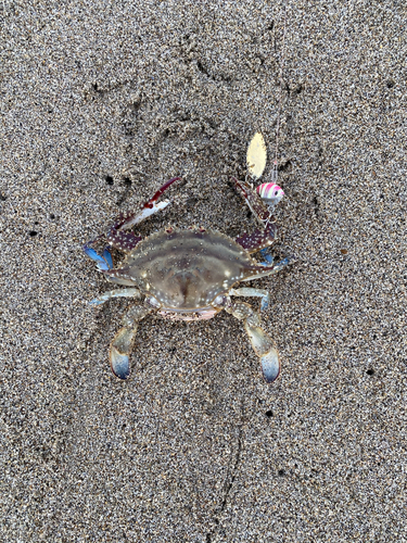 カニの釣果