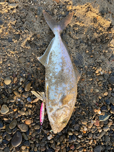 ショゴの釣果