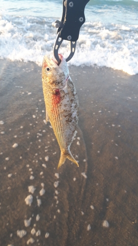 コノシロの釣果