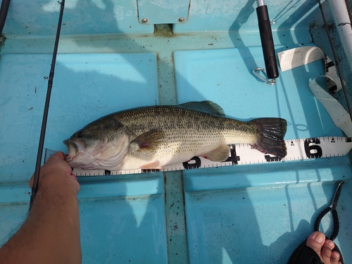 ブラックバスの釣果