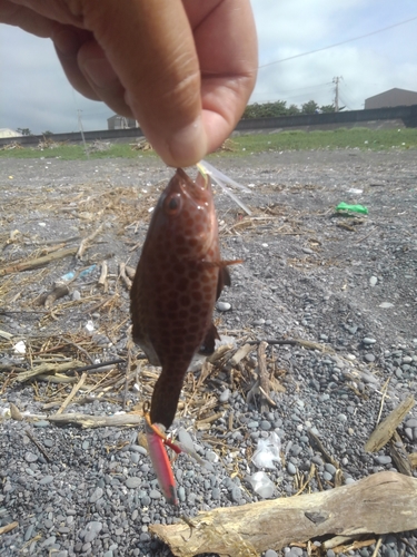 オオモンハタの釣果