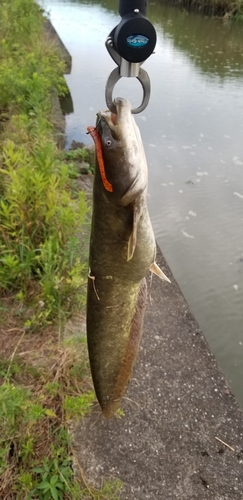 ナマズの釣果