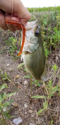 ブラックバスの釣果