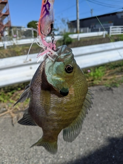 ブルーギルの釣果